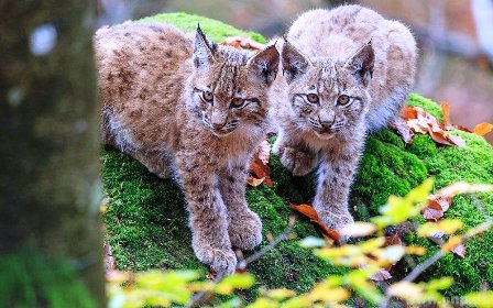 190708-2229-29-73453090-20171024-luchs-nachwuchs-luchsbabys-tierfreigel-nde-tfg-rainer-simonis.jpg