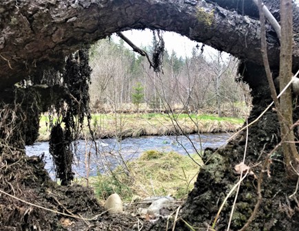 Tor_zur_Wildnis_Ende_April_2021.jpg